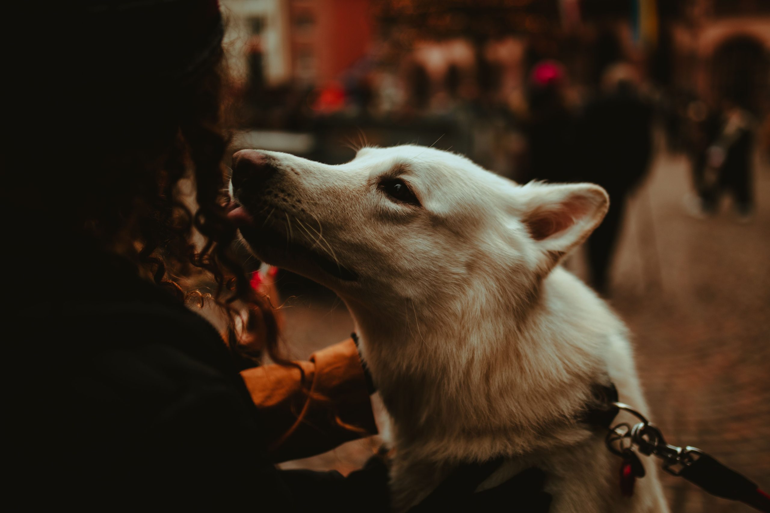 Qué siente tu perro cuando te ve sonreír, según la ciencia