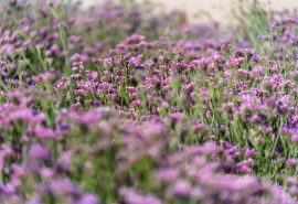 Desierto Florido podría alcanzar su mayor magnitud desde 1997