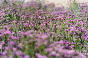 Desierto Florido podría alcanzar su mayor magnitud desde 1997