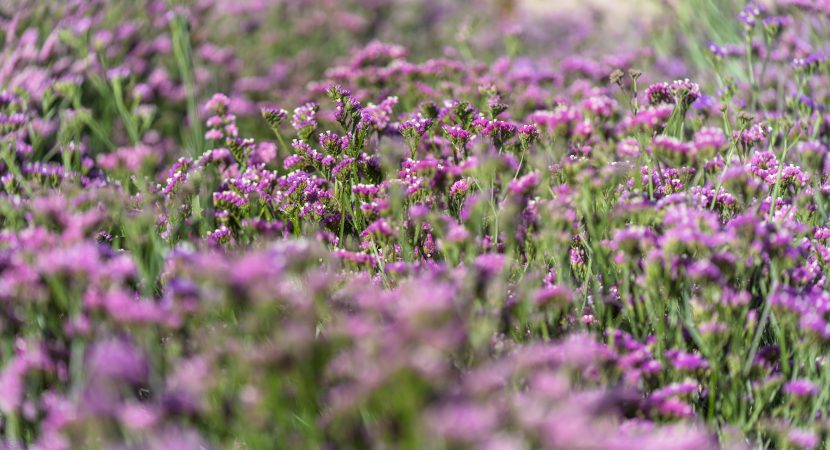 Desierto Florido podría alcanzar su mayor magnitud desde 1997