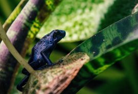 Registran por primera vez una ranita de Darwin azul en la Patagonia chilena