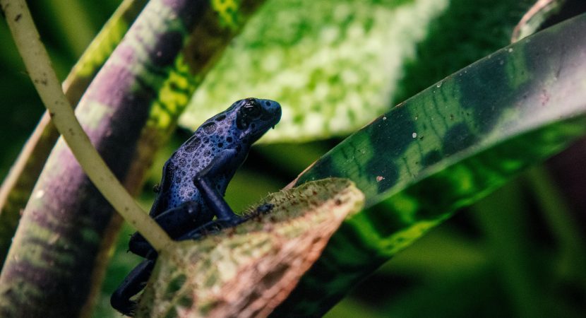Registran por primera vez una ranita de Darwin azul en la Patagonia chilena