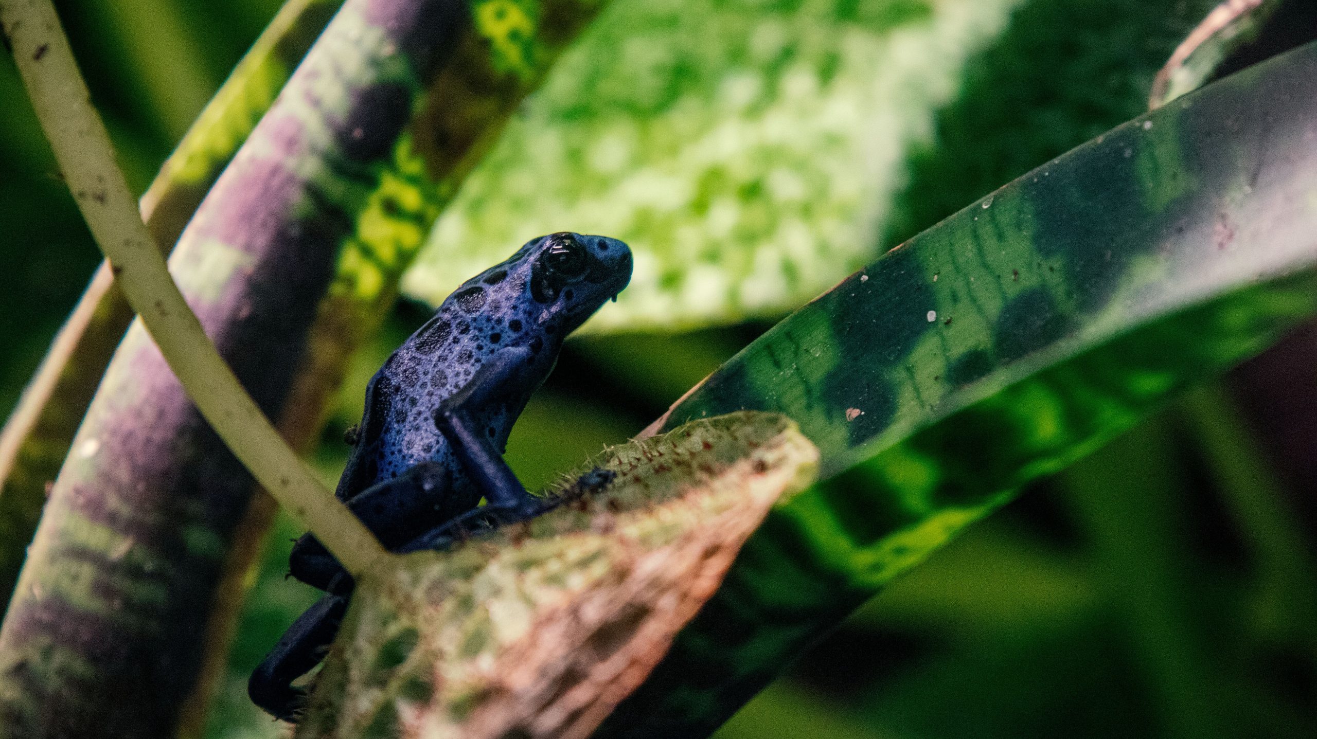 Registran por primera vez una ranita de Darwin azul en la Patagonia chilena