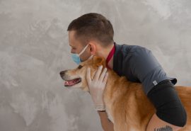 Hito en salud animal: Todo sobre el nuevo Hospital Público Veterinario de la RM