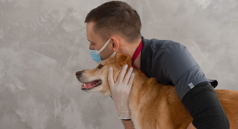 Hito en salud animal: Todo sobre el nuevo Hospital Público Veterinario de la RM