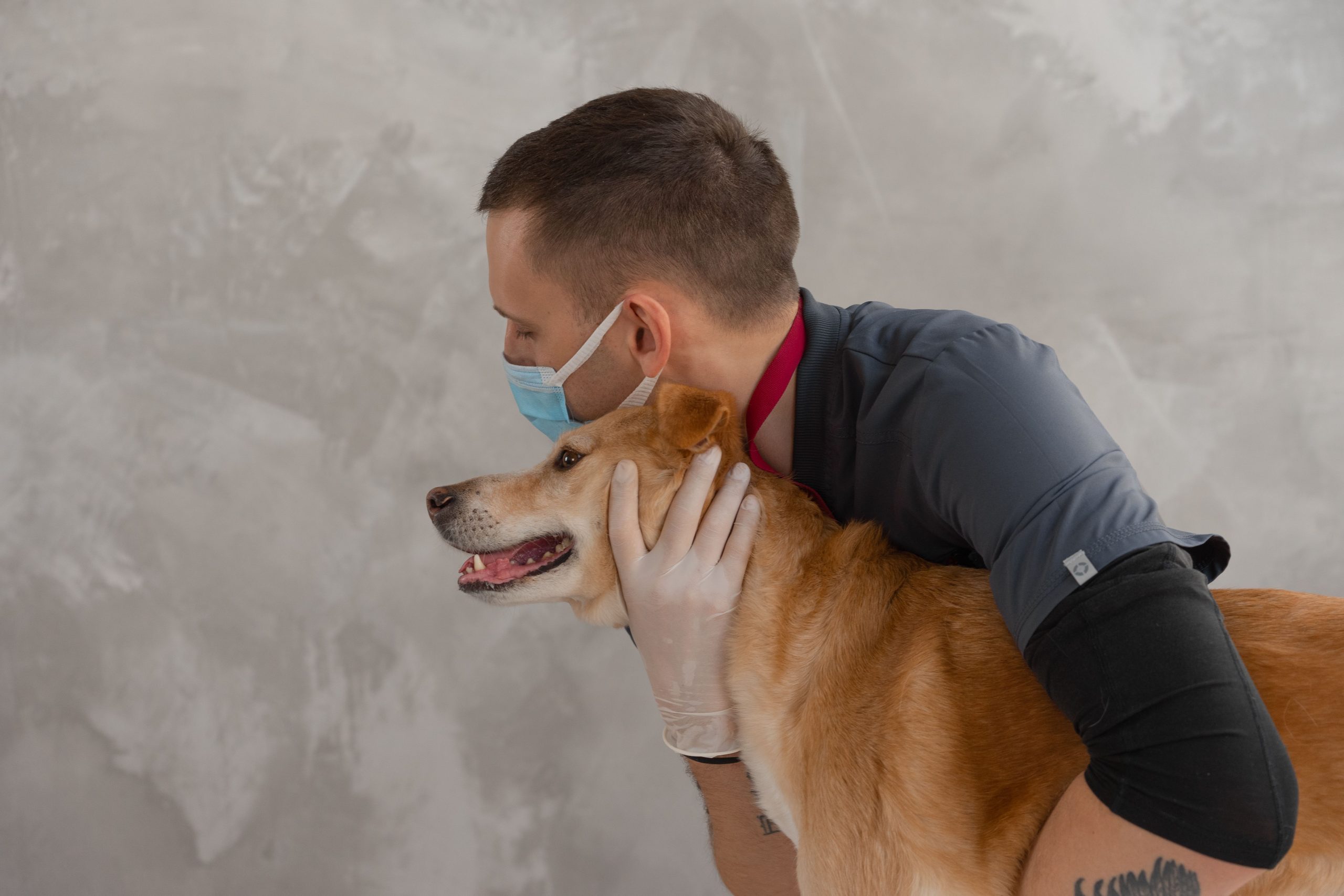 Hito en salud animal: Todo sobre el nuevo Hospital Público Veterinario de la RM